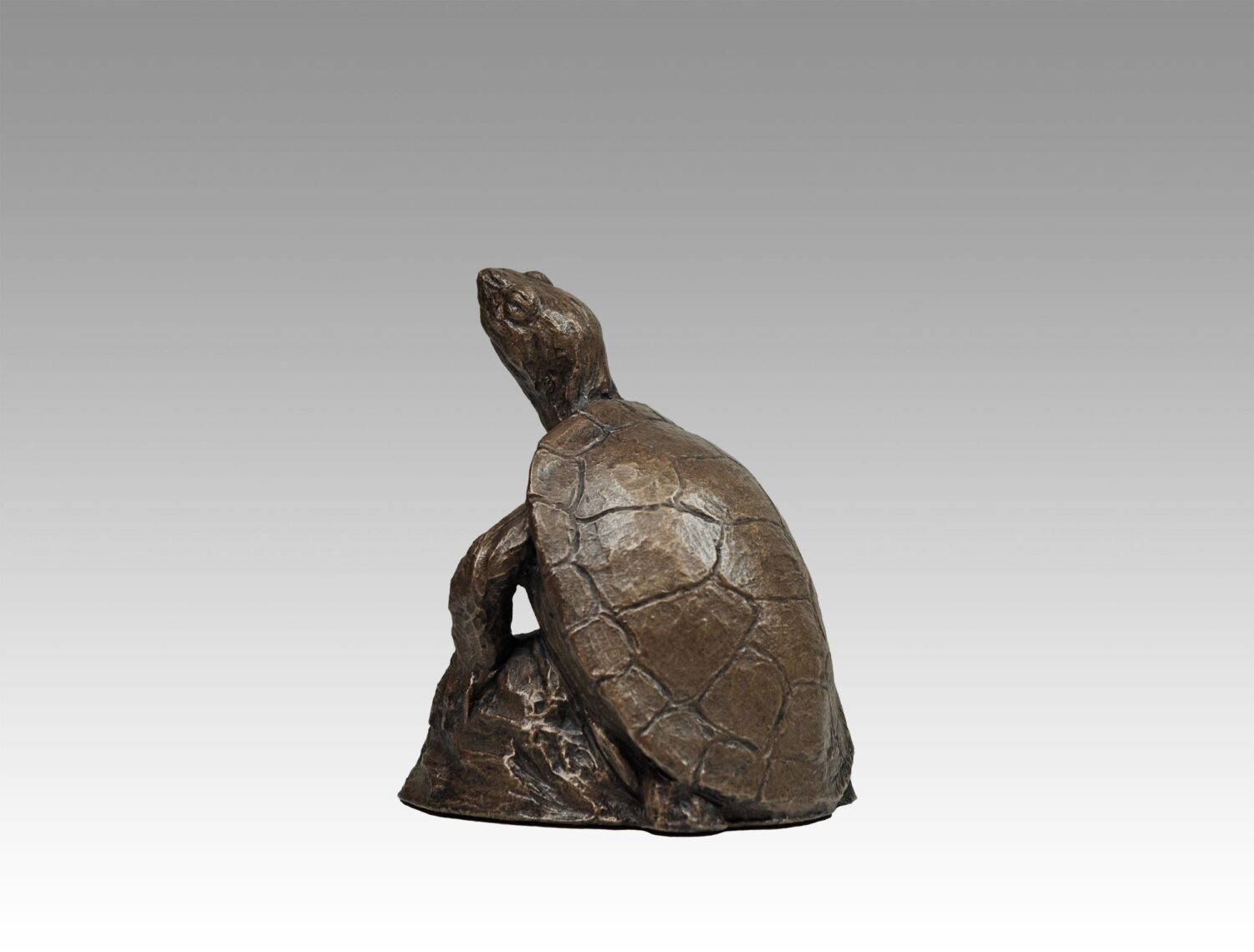 Gallery, The Painted Turtle, $175 CAD, Metal Infused, 6” H, Edition 60, Wildlife Sculpture of a Painted Turtle (back view in photo), Sculptor Tyler Fauvelle